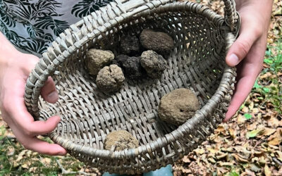 Truffle Hunting in Lake Como: a hidden luxury at Salice Blu