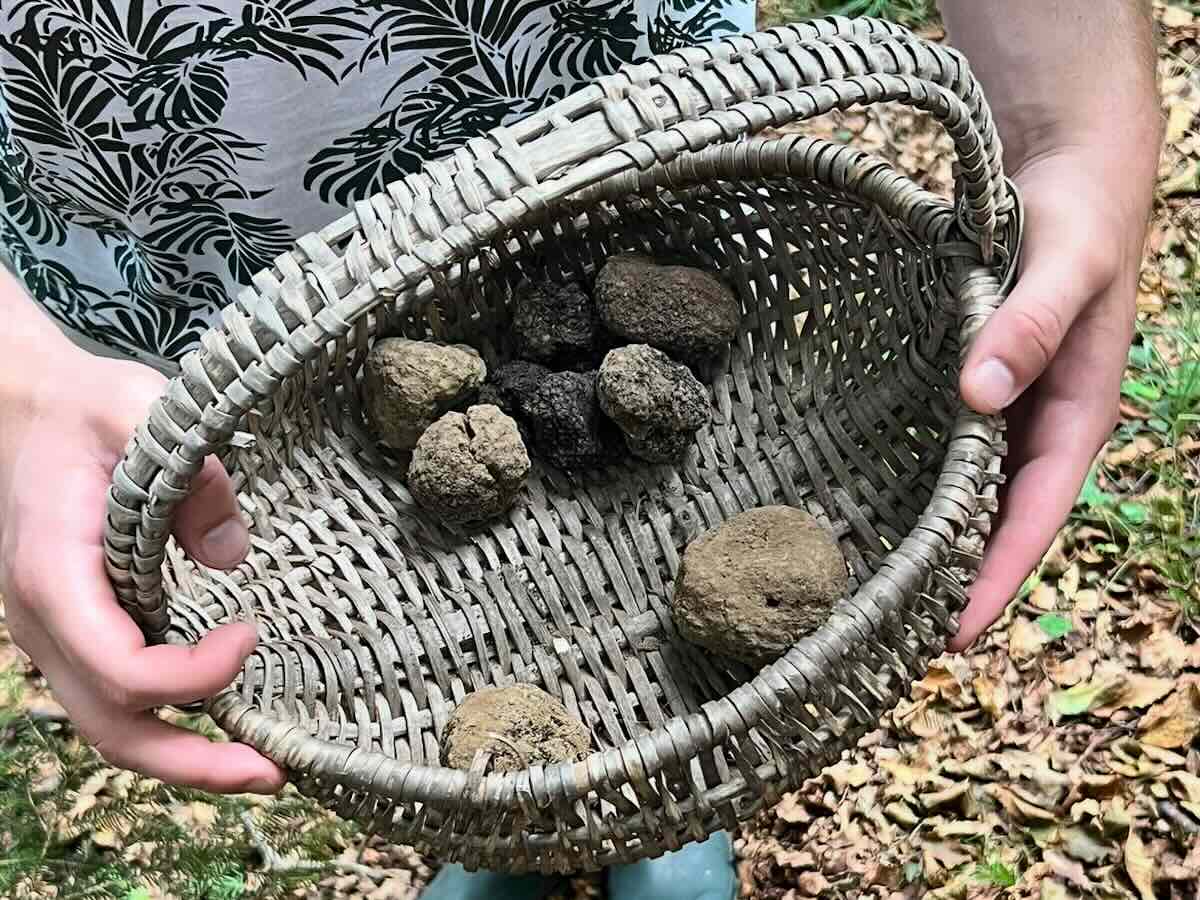 Ristorante Salice Blu a Bellagio - Caccia al tartufo Ristorante Salice Blu a Bellagio - Caccia al tartufo